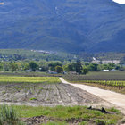 Hansies mielie lande